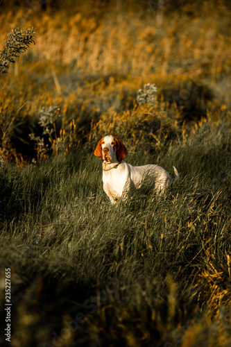 smiling Basset hound dog standingin on grass in sunset. green background photo