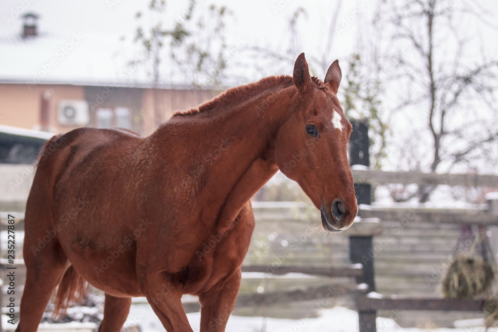 Red horse walks in snow covered pen in winter Red horse walks in snow covered pen in winter