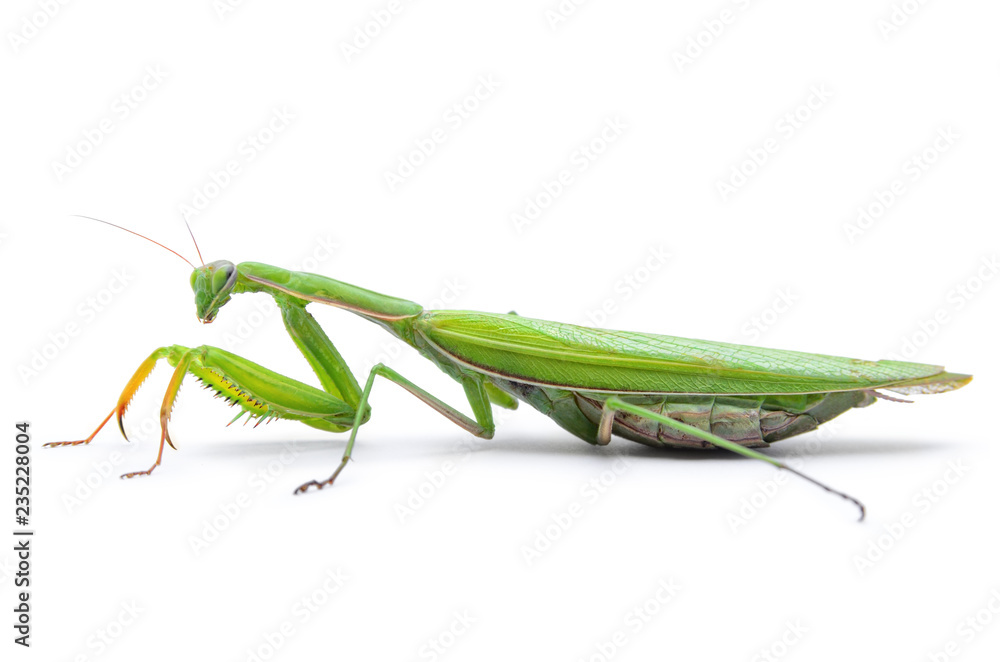 Ordinary, european mantis religiosa, isolated on white background. Ordinary, european mantis religiosa, isolated on white background.