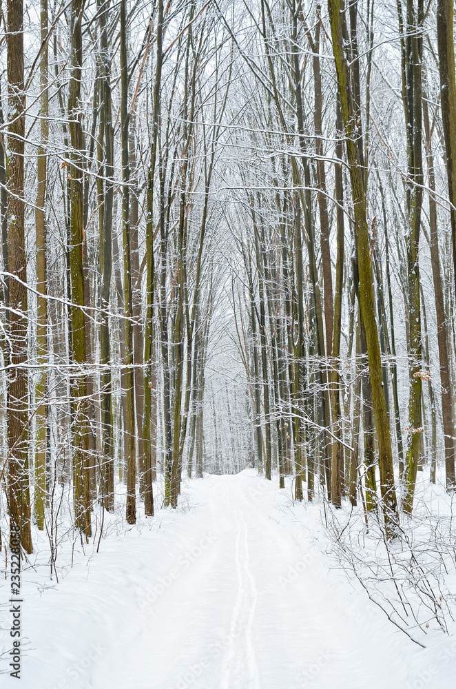 Winter trees covered with snow in the forest . Winter trees covered with snow in the forest .