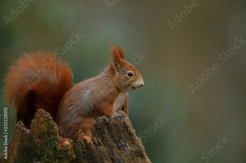 Red Squirrel in the forest on a winter day © Menno Schaefer