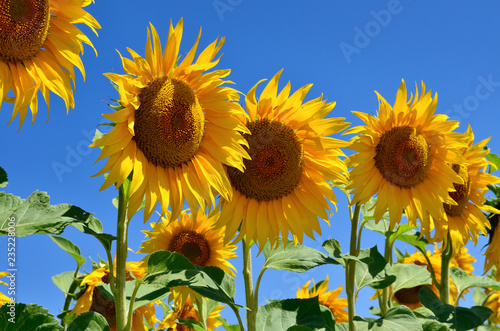 Fototapeta Naklejka Na Ścianę i Meble -  Young sunflowers bloom in field against a blue sky