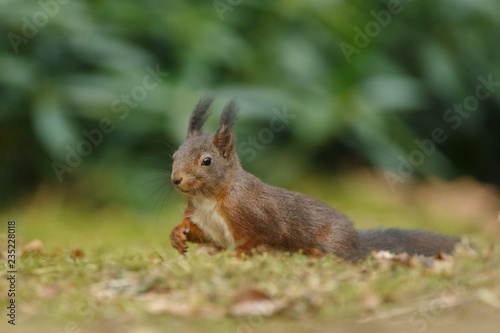 Red Squirrel in the forest on a winter day