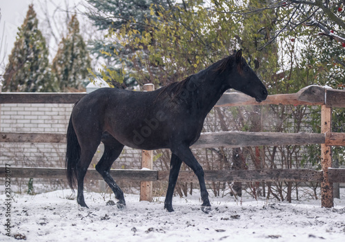 Black horse walks in snow covered pen in winter
