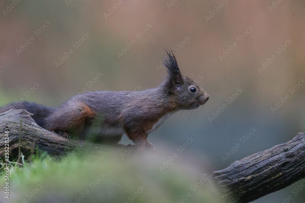 Fototapeta premium Red Squirrel in the forest on a winter day