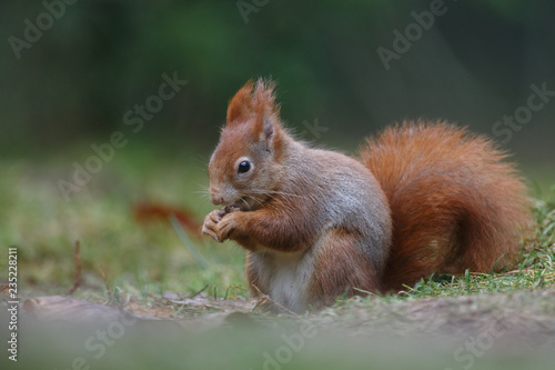 Red Squirrel in the forest on a winter day