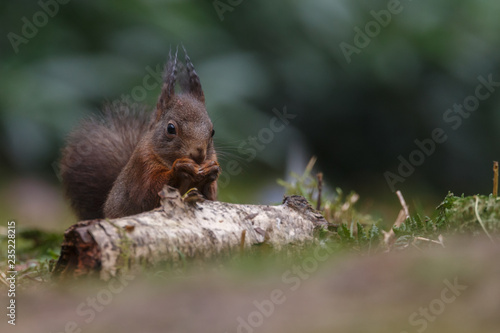 Red Squirrel in the forest on a winter day