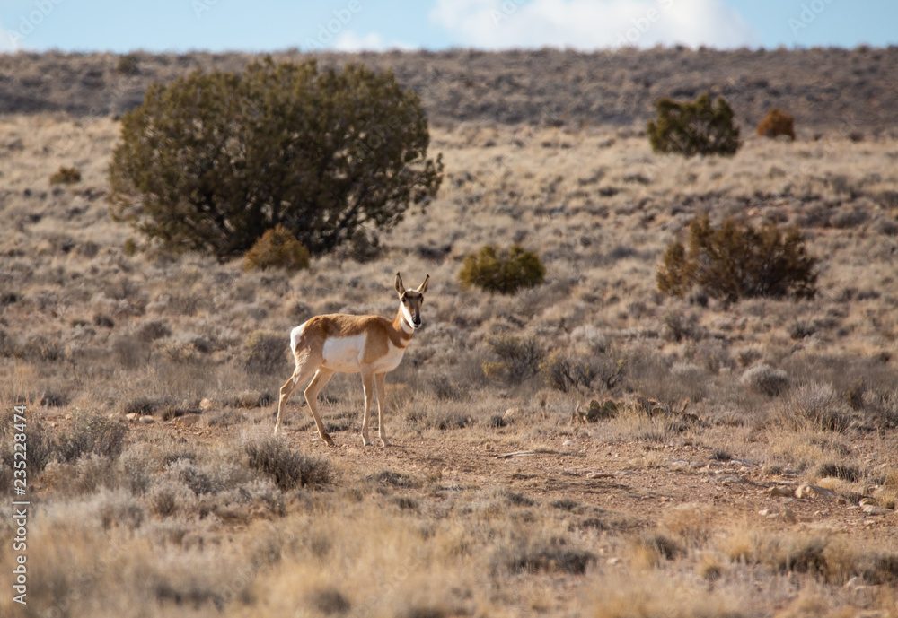 Naklejka premium Pronghorn Antelope in Western Colorado