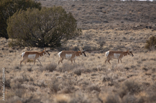 Pronghorn Antelope in Western Colorado