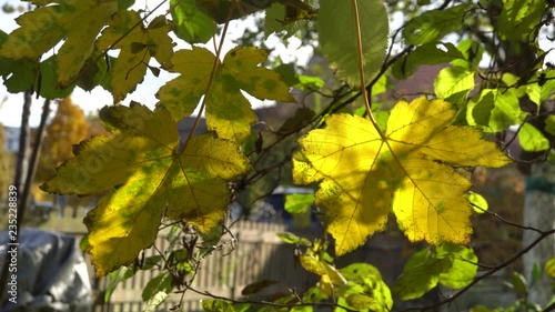 Blätter eines Feldahorn (Acer campestre) in Herbstfärbung photo