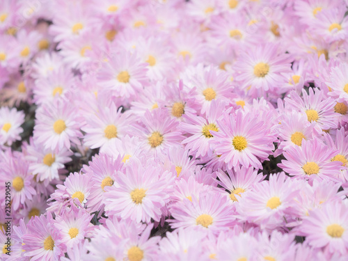 ピンク色の菊の花