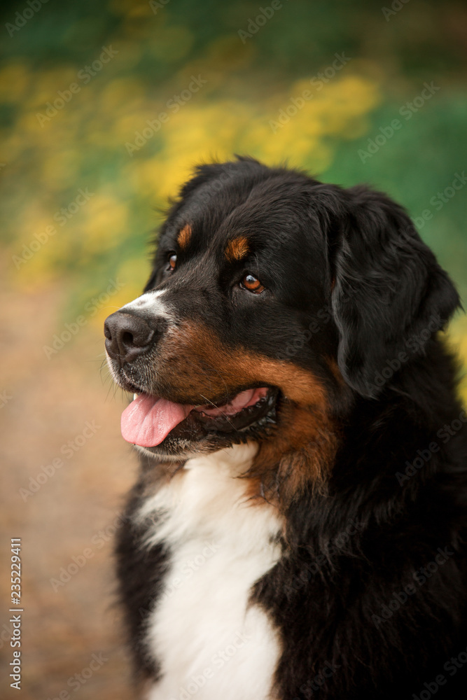 close portrait Bernese mountain dog . green and flowers on background close portrait Bernese mountain dog . green and flowers on background