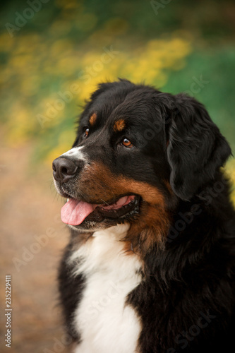close portrait Bernese mountain dog . green and flowers on background
