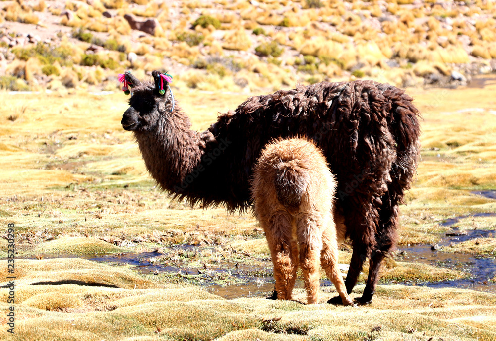 Fototapeta premium Peruvian Llamas, the famous South American animal, Peru