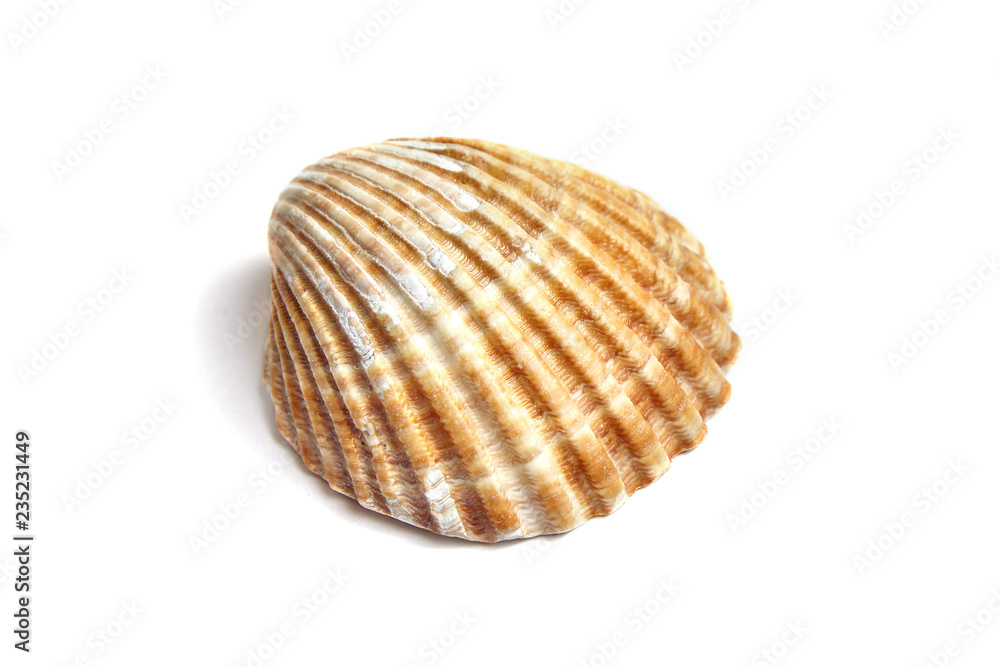 Ribbed shell isolated on white background Ribbed shell isolated on white background