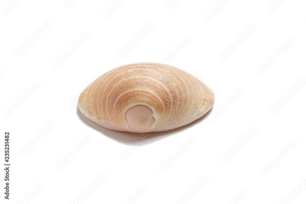 Smooth shell isolated on white background