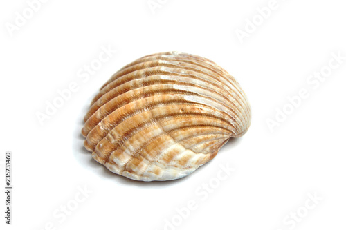 Ribbed shell isolated on white background