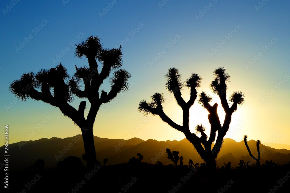 Silhouette of joshua trees against yellow and blue sunset sky in Joshua Tree National Park, in southeastern California, United States