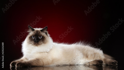 Fotografía Neva Masquerade cat sits on dark-red background