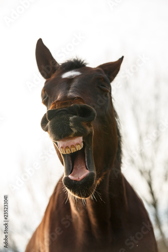 Fototapeta Naklejka Na Ścianę i Meble -  Gähnendes Pferd