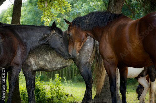 Fototapeta Naklejka Na Ścianę i Meble -  Pferdebegrüßung