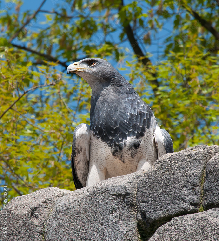 Fototapeta premium Falco 
