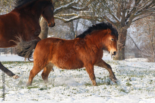 Fototapeta Naklejka Na Ścianę i Meble -  Pony tobt im Schnee