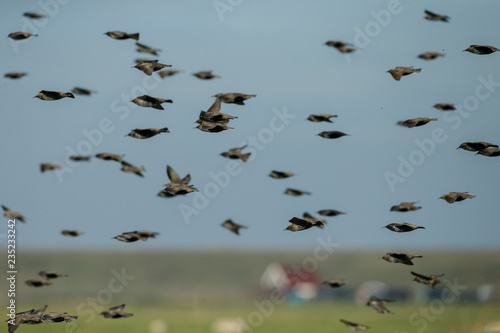The Murmurations of Starlings 