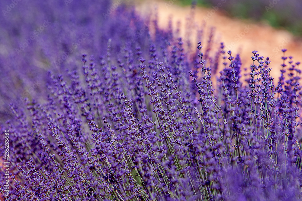 Fototapeta premium field of lavender