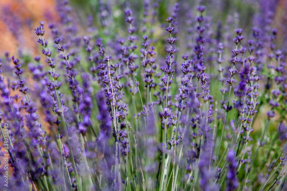 Fototapeta premium lavender field in provence france