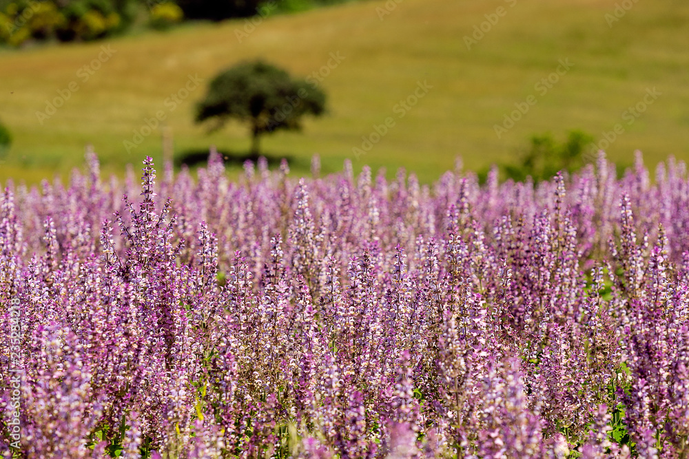 lavender field in provence france lavender field in provence france