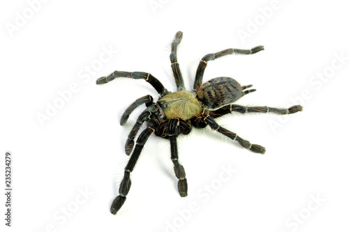 Vogelspinne aus Malaysia (Cyriopagopus schioedtei) - tarantula from Malaysia photo