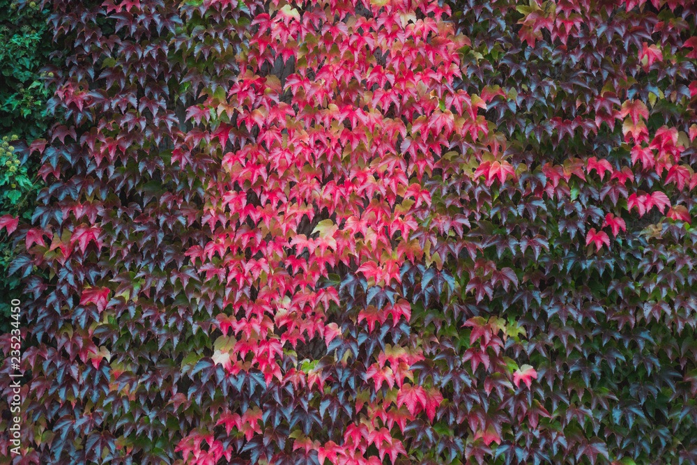 Autumn red leaves on the fence background