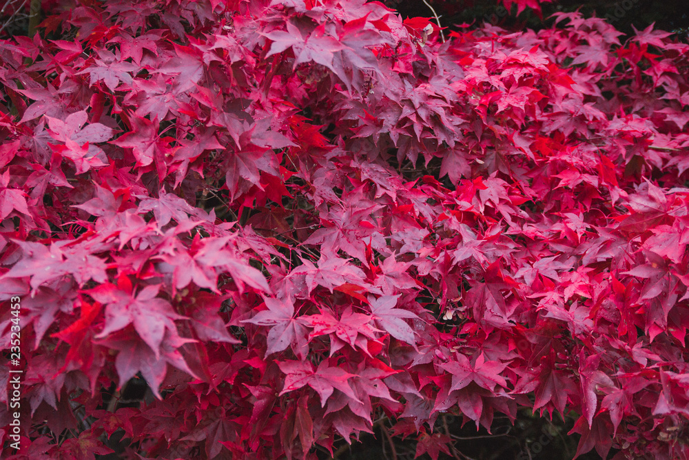 Autumn red leaves on the fence background Autumn red leaves on the fence background