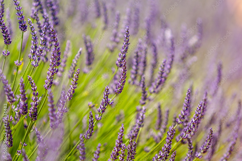 Fototapeta premium field of lavender