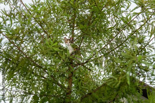 Scared kitten stuck in evergreen tree outdoors. Animal photography.