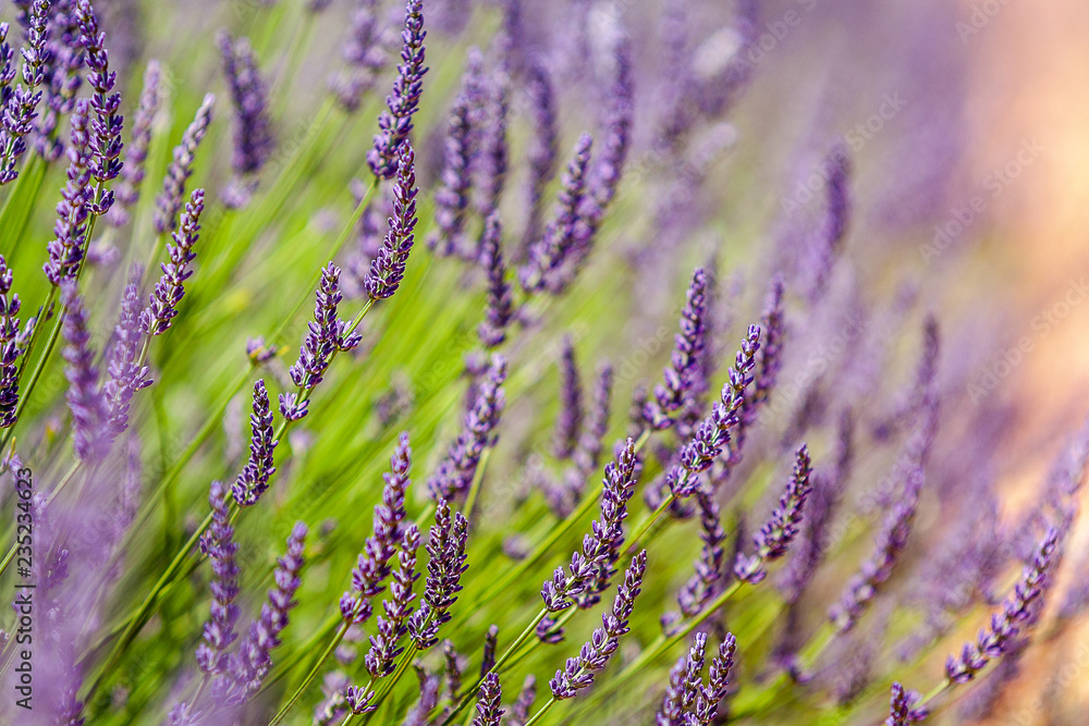 Fototapeta premium field of lavender