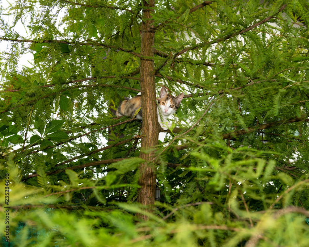 Scared kitten stuck in evergreen tree outdoors. Animal photography.