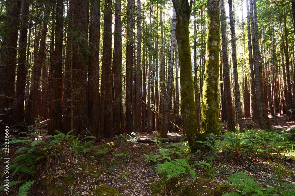 Obraz premium Path in Forest