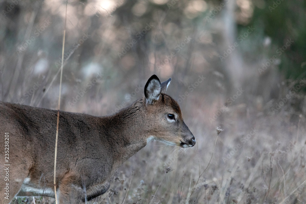 Fototapeta premium White-tailed deer fawn