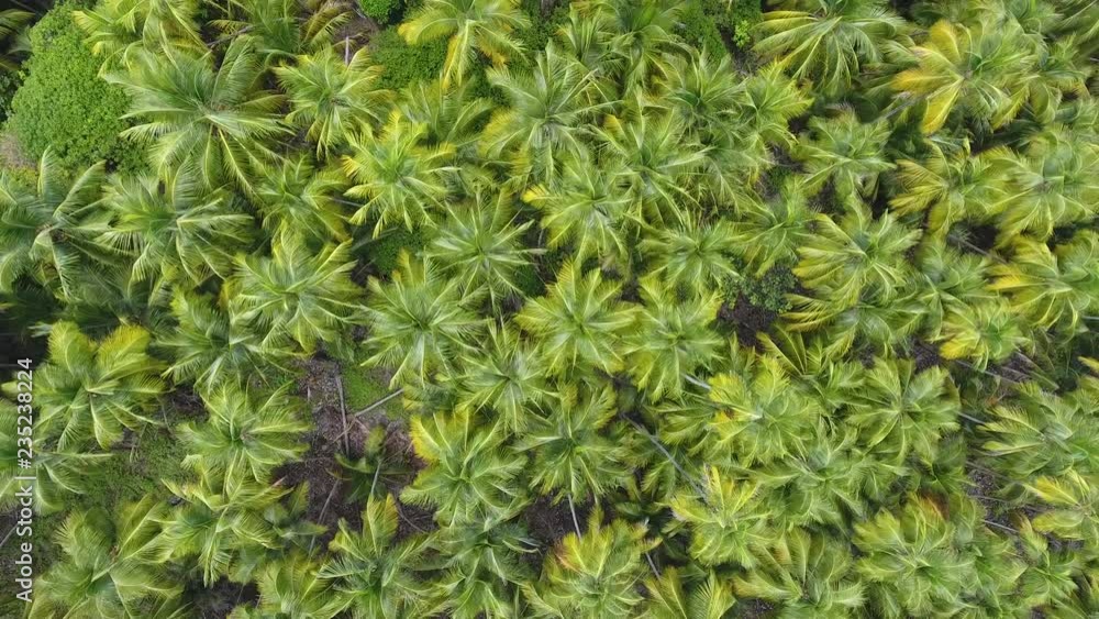 Coconuts trees on Devil's Island Salvation's Islands. Drone vertical view Coconuts trees on Devil's Island Salvation's Islands. Drone vertical view