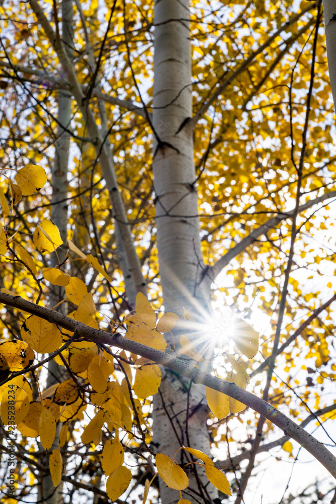 Fototapeta premium Sun Star in Aspen Leaves, WY