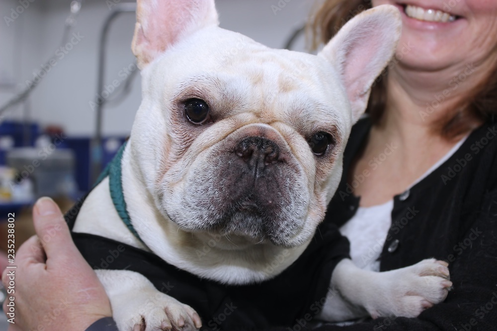 WHITE FRENCH BULLDOG