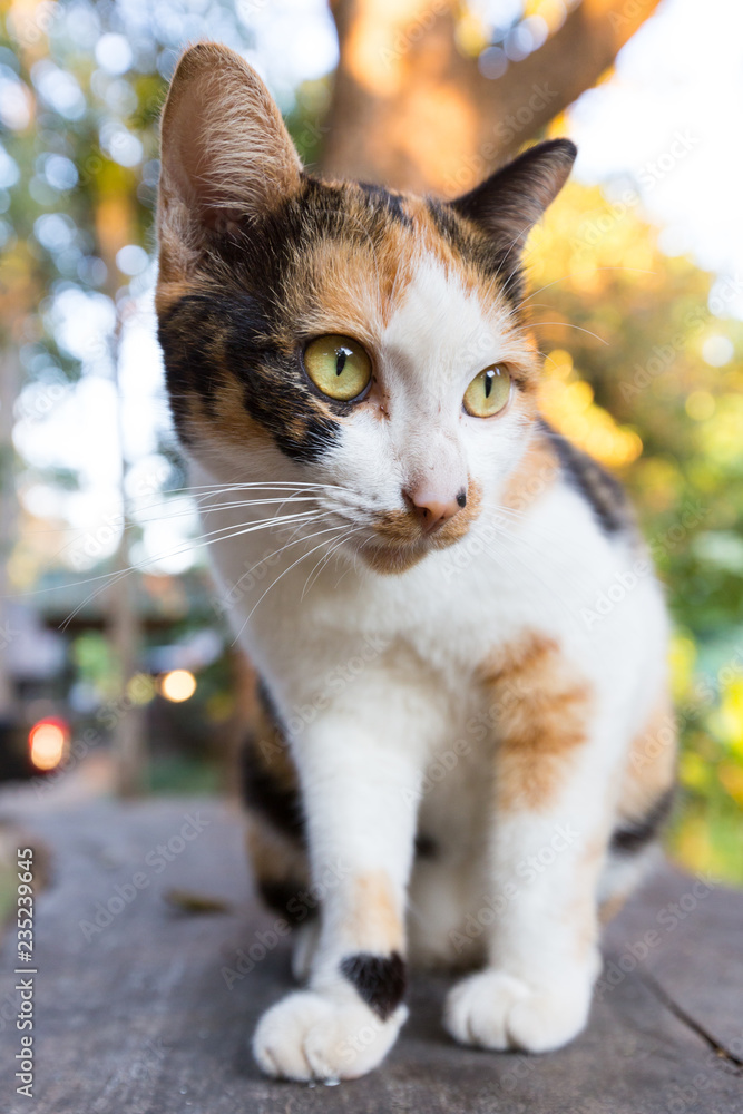 Beautiful young cat natural background Beautiful young cat natural background