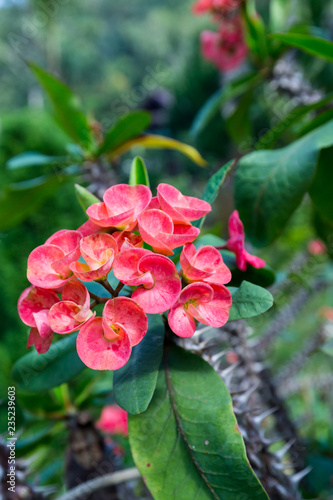 Red Euphorbia milli Desmoul