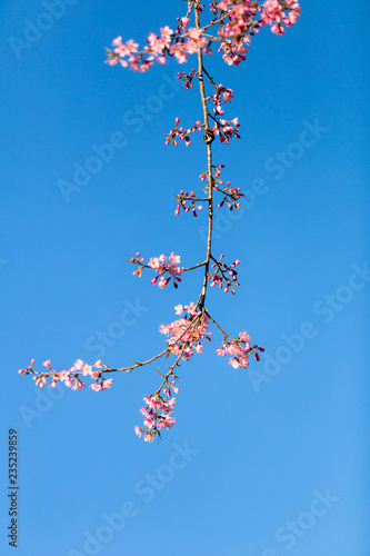 Pink Sakura flower blooming.