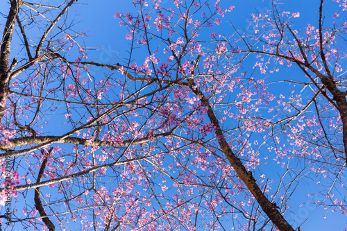 Pink Sakura flower blooming.