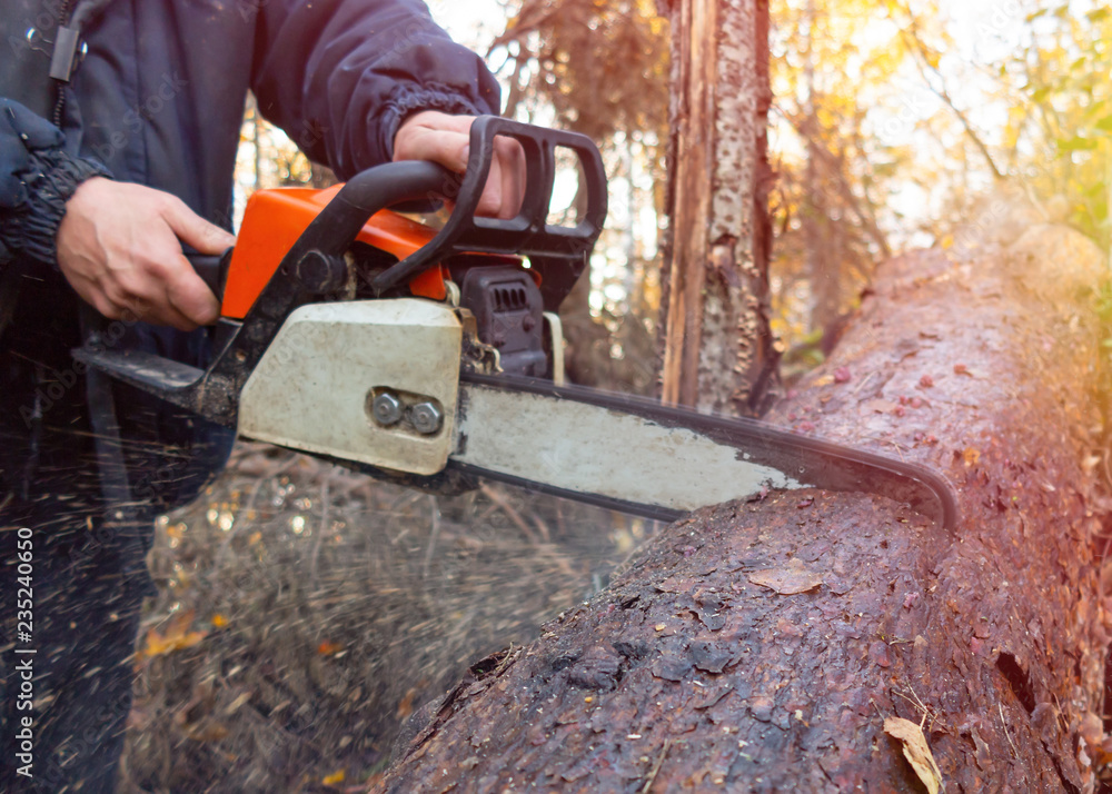 Man saws a chainsaw thick log in the forest