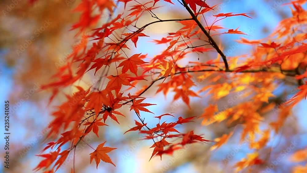 Japanese red maples sway in wind against blue sky. Japanese red maples sway in wind against blue sky.