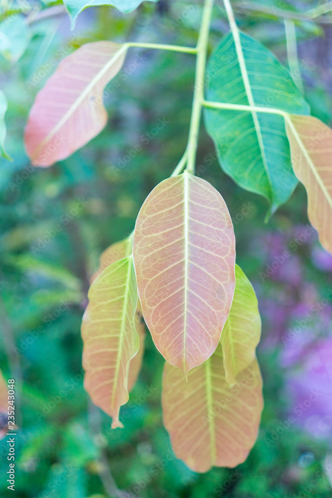 Obraz premium leaf on natural background